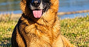 Oslo a rejoint le concours — aidez-le/la à gagner de superbes lots ! dog, german_shepherd, portrait, outdoor, lake, water, grass, forest, hills, sunny, daylight, sitting, lying_down, upright_ears, tongue_out, black_and_tan, long_hair, pet, nature, animal_photography