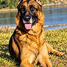 dog, german_shepherd, portrait, outdoor, lake, water, grass, forest, hills, sunny, daylight, sitting, lying_down, upright_ears, tongue_out, black_and_tan, long_hair, pet, nature, animal_photography