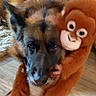Oslo participe au concours pour gagner de l'argent avec cette photo : dog, plush_toy, orangutan, animal, pet, hugging, cuddling, portrait, indoor, wood_floor, carpet, pointy_ears, black_and_tan, brown_fur, toy, funny, closeup, sitting, companionship, playful