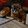 Oslo participe au concours pour gagner de l'argent avec cette photo : dog, canine, fluffy, brown_fur, black_fur, sunglasses, pixelated_glasses, lying_down, pet, indoor, living_room, rug, wood_floor, houseplant, furniture, wine_rack, cozy, portrait, animal, funny