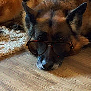Oslo participe au concours pour gagner de l'argent avec cette photo : dog, shepherd_dog, canine, sunglasses, lying_down, indoor, wooden_floor, rug, home, pet, animal, portrait, close_up, relaxed, funny, fashion, brown_fur, black_fur, ears, resting