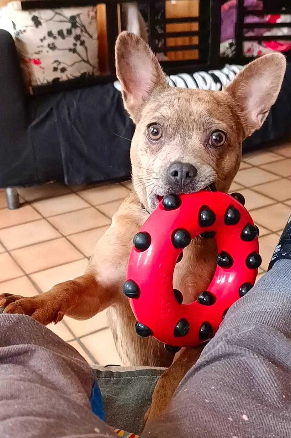 Tchika a rejoint le concours — aidez-le/la à gagner de superbes lots ! canidae, carnivore, collar, comfort, companion_dog, couch, dog, dog_bed, dog_breed, dog_clothes, dog_supply, fawn, fur, furniture, pattern, pet_supply, snout, toy_dog, whiskers, working_animal