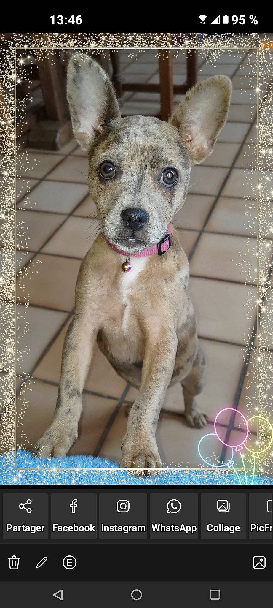 Tchika participe au concours pour gagner de l'argent avec cette photo : canidae, carnivore, collar, companion_dog, dog, dog_breed, dog_collar, fawn, font, fur, non_sporting_group, photo_caption, rectangle, screenshot, snout, sporting_group, tail, terrestrial_animal, whiskers, working_animal