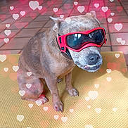 Tchika participe au concours pour gagner de l'argent avec cette photo : dog, goggles, yellow_mat, tile_floor, heart_shapes, pet, animal, sitting, brown_fur, indoor, funny_expression, close_up, cute, canine, accessory, portrait, playful, love, whimsical, domestic_animal