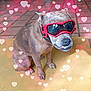 dog, goggles, yellow_mat, tile_floor, heart_shapes, pet, animal, sitting, brown_fur, indoor, funny_expression, close_up, cute, canine, accessory, portrait, playful, love, whimsical, domestic_animal