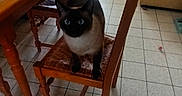 Perle participe au concours pour gagner de l'argent avec cette photo : animal, beige_couch, blue_eyes, cat, chair, couch, cozy, curious, floor_tiles, furniture, home, indoor, living_room, natural_light, pet, siamese_cat, table, window, wooden_chair, wooden_table