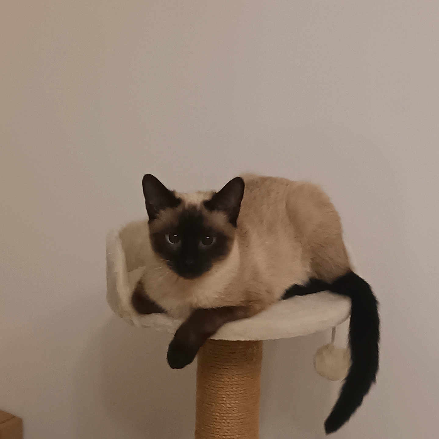 Perle a rejoint le concours — aidez-le/la à gagner de superbes lots ! animal, blackcat, cat, kitten, manx, pet, siamese