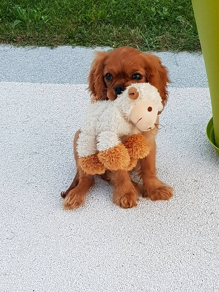 Oxbow participe au concours pour gagner de l'argent avec cette photo : canidae, carnivore, companion_dog, dog, dog_breed, dog_supply, fawn, fur, liver, non_sporting_group, pet_supply, snout, sporting_group, stuffed_toy, tail, terrestrial_animal, toy, toy_dog, water_dog, working_animal