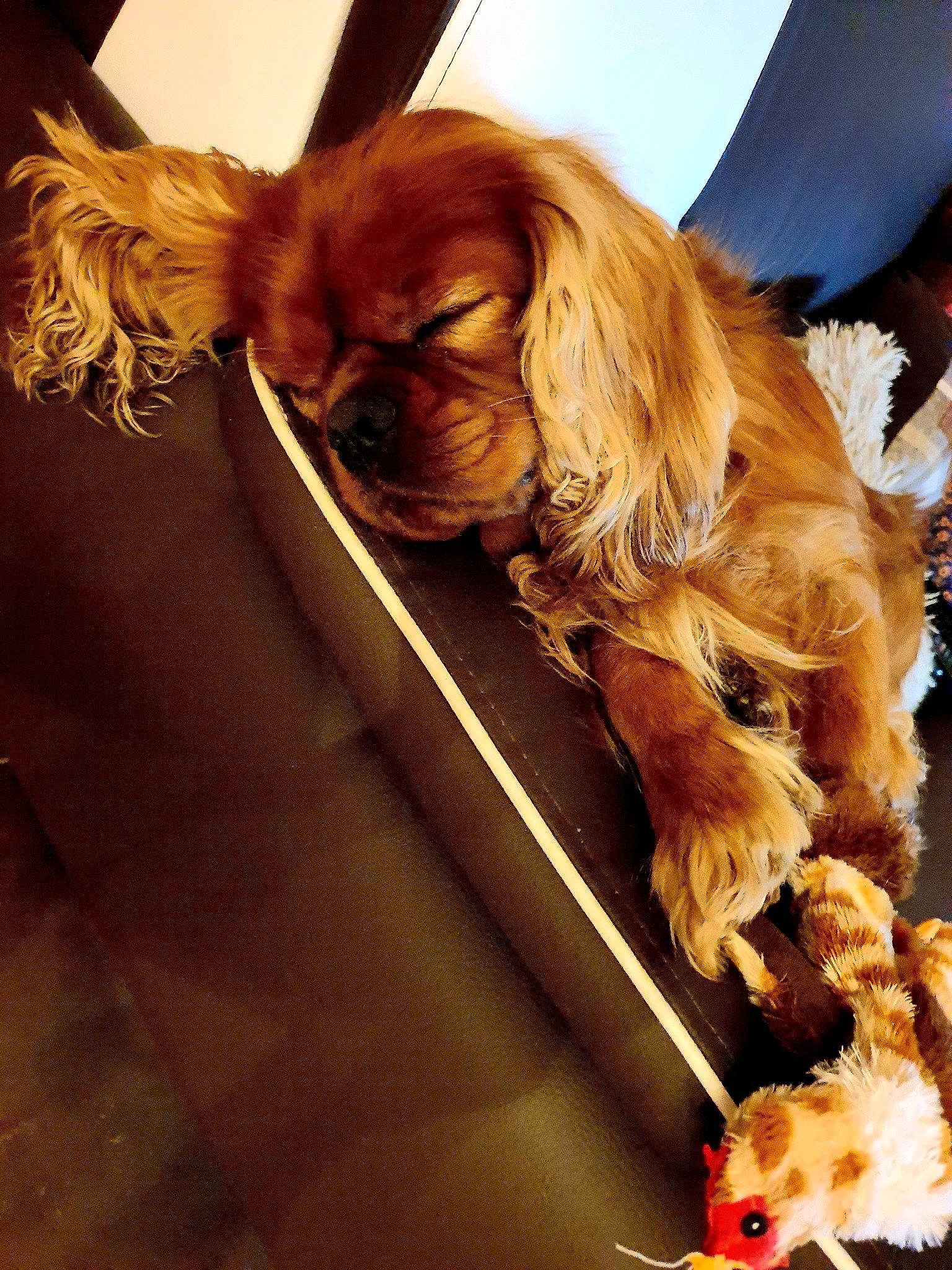 Oxbow a rejoint le concours — aidez-le/la à gagner de superbes lots ! canidae, car_seat_cover, carnivore, companion_dog, dog, dog_breed, eyewear, fawn, fur, liver, mammal, paw, puppy, snout, spaniel, sporting_group, toy_dog, vertebrate, wildlife