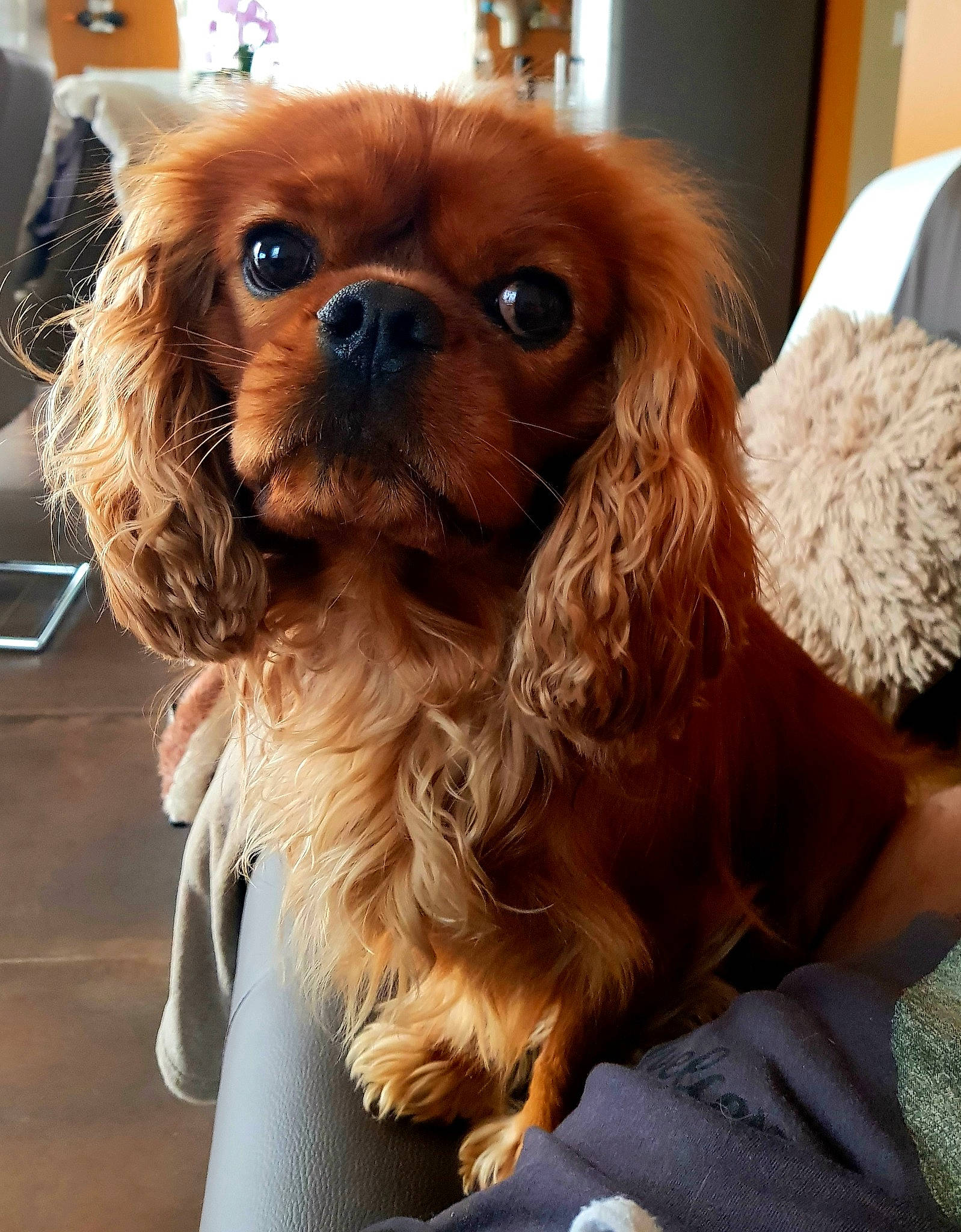 Oxbow a rejoint le concours — aidez-le/la à gagner de superbes lots ! canidae, carnivore, companion_dog, dog, dog_breed, ear, fawn, fur, liver, natural_material, non_sporting_group, puppy, shih_tzu, snout, sporting_group, terrestrial_animal, toy_dog, whiskers, working_animal