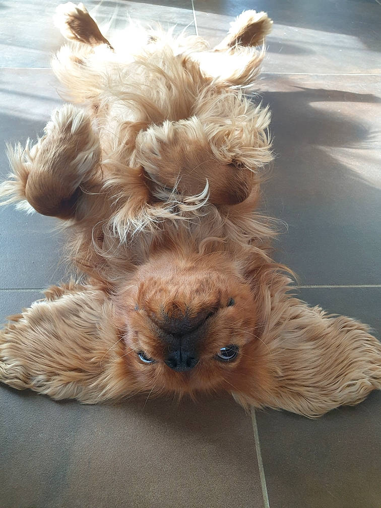 Oxbow a rejoint le concours — aidez-le/la à gagner de superbes lots ! canidae, companion_dog, dog_breed, fashion_accessory, fawn, felidae, fur, liver, paw, peach, small_to_medium_sized_cats, snout, sporting_group, stuffed_toy, tail, terrestrial_animal, terrier, toy, toy_dog, whiskers