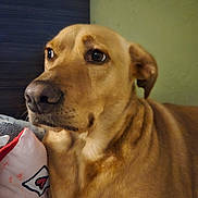 Spot is registered to the contest to win money with this photo: dog, canine, pet, portrait, close_up, brown_fur, golden_fur, indoors, pillow, couch, bedroom, head, eyes, nose, ears, fur_texture, relaxed, looking_away, companion, domestic_animal