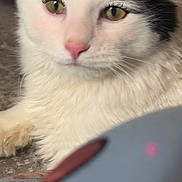 Angel-Marie joined the competition — help win amazing prizes! cat, white, black, close_up, pet, animal, feline, fur, green_eyes, pink_nose, indoor, relaxed, cute, whiskers, portrait, laying_down, soft_focus, domestic_cat, closeup, looking