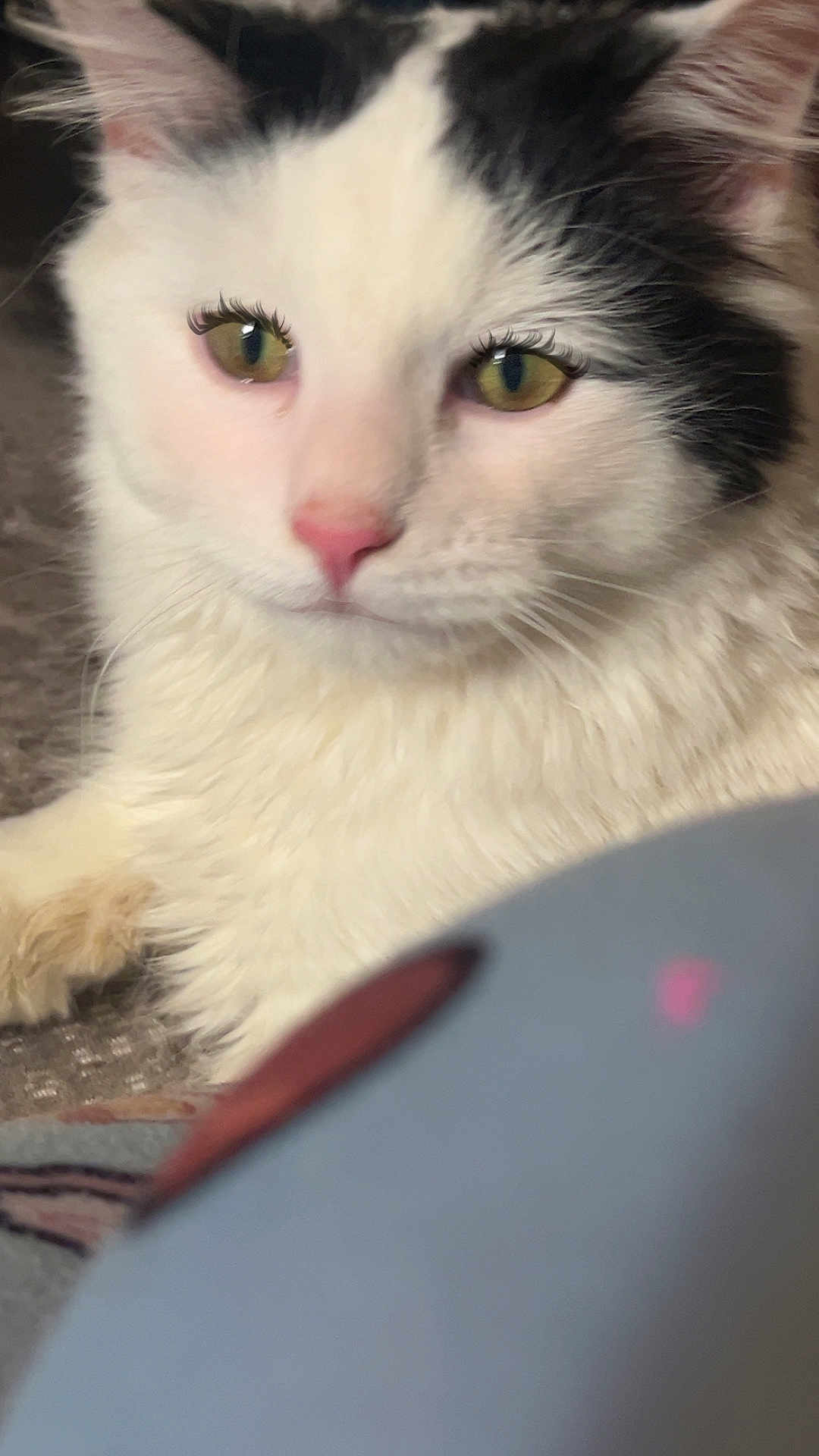 Angel-Marie joined the competition — help win amazing prizes! cat, white, black, close_up, pet, animal, feline, fur, green_eyes, pink_nose, indoor, relaxed, cute, whiskers, portrait, laying_down, soft_focus, domestic_cat, closeup, looking