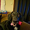 dog, black_dog, pet, animal, portrait, close_up, sitting, chair, striped_chair, toy, red_toy, tongue, smiling, happy, indoors, living_room, furniture, dark_fur, white_chest, home