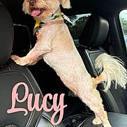 Lucy joined the competition — help win amazing prizes! dog, small_dog, car, car_interior, seat, headrest, tongue_out, pet, happy, standing, black_seat, window, daylight, collar, fur, tail, cute, playful, pet_accessory, text_overlay