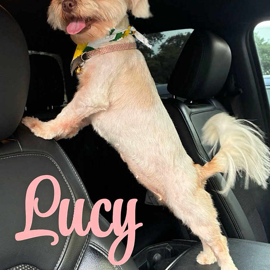 Lucy