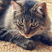 Ricky participe au concours pour gagner de l'argent avec cette photo : alert, animal, carpet, cat, close_up, cute, ears, fluffy, fur, gray_tabby, green_eyes, indoors, lying_down, nose, paws, pet, portrait, resting, rug, whiskers