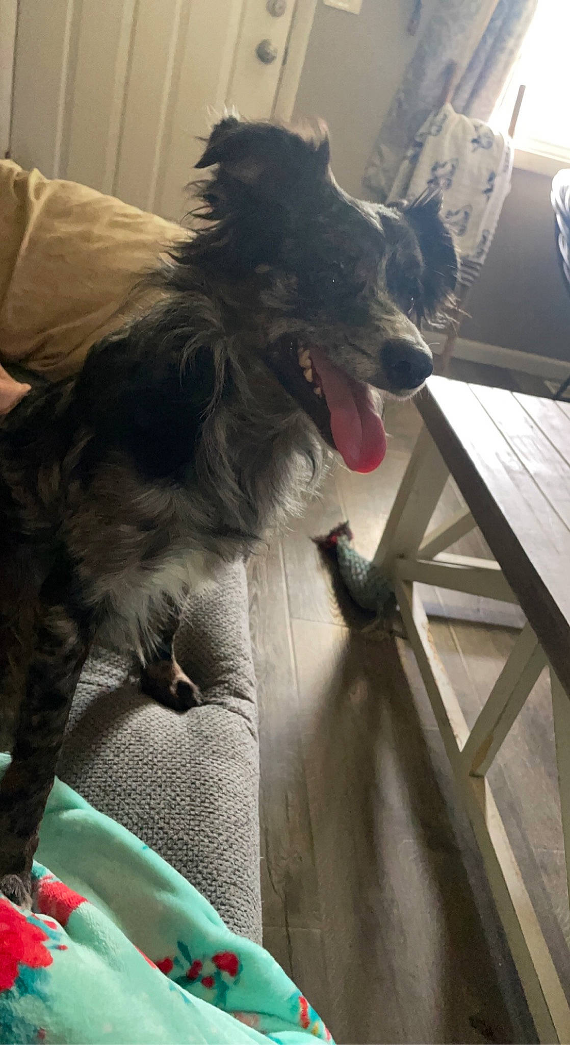 Ryder is registered to the contest to win money with this photo: border_collie, canidae, carnivore, collar, comfort, companion_dog, dog, dog_breed, dog_collar, fang, fur, happy, herding_dog, snout, sporting_group, table, toy_dog, whiskers, working_animal, working_dog