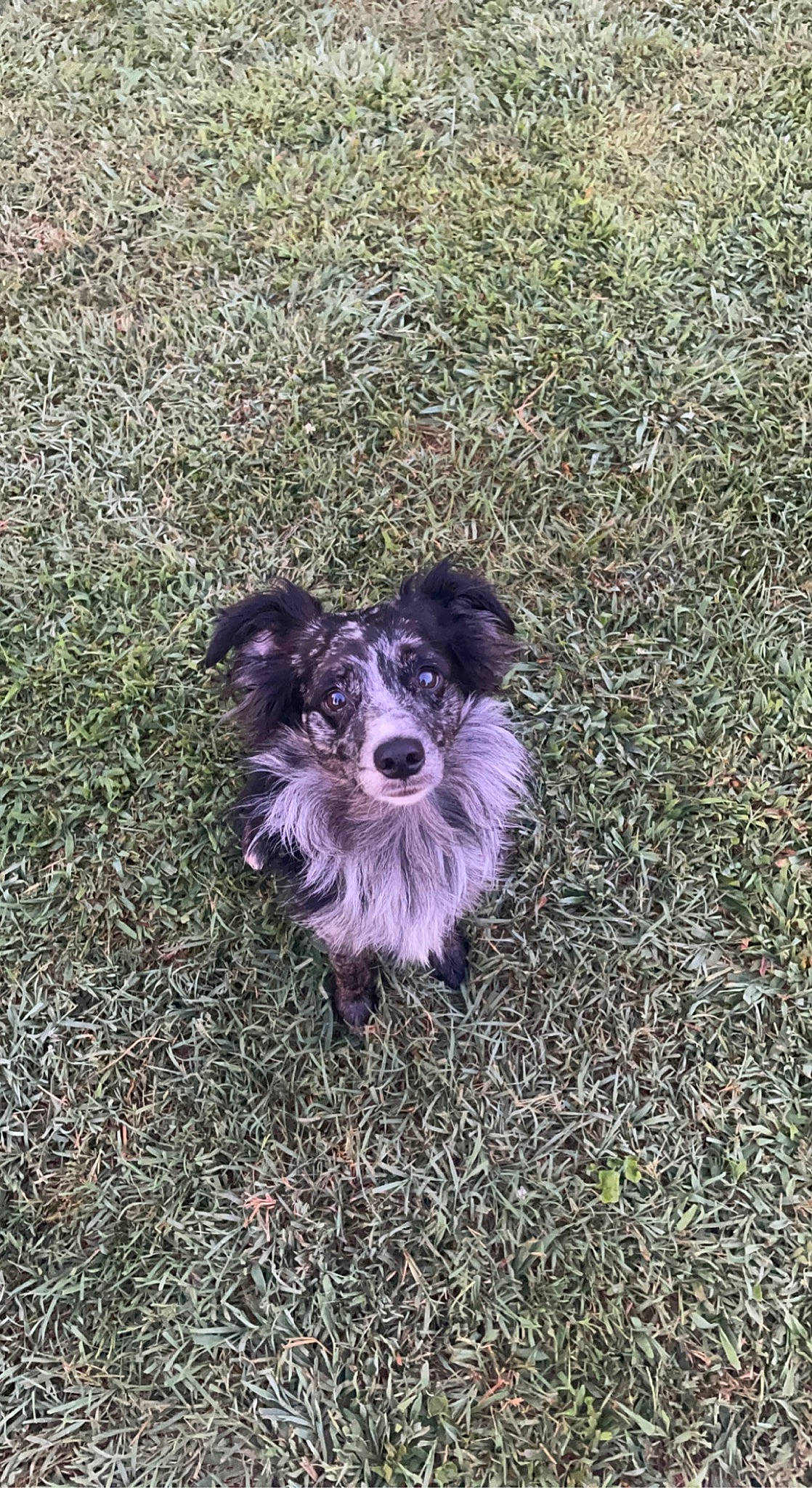 Ryder is registered to the contest to win money with this photo: asphalt, canidae, carnivore, companion_dog, dog, dog_breed, dog_clothes, dog_supply, fur, grass, personal_protective_equipment, poodle, road_surface, small_terrier, soil, sporting_group, terrier, toy_dog, water_dog, working_animal