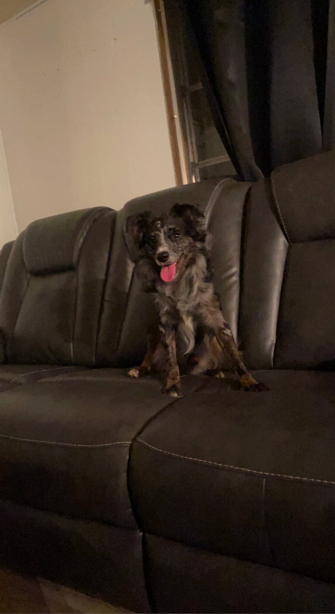 Ryder is registered to the contest to win money with this photo: carnivore, comfort, companion_dog, couch, dog, dog_breed, flooring, fur, grey, living_room, room, sleeper_chair, sofa_bed, sporting_group, studio_couch, tail