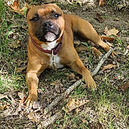 Vadim participe au concours pour gagner de l'argent avec cette photo : dog, brown_dog, animal, pet, outdoor, grass, leaves, stick, nature, forest_floor, collar, canine, relaxed, alert, daylight, ground, tree, earth, paw, muzzle
