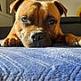 Vadim participe au concours pour gagner de l'argent avec cette photo : dog, brown_dog, close_up, lying_down, blue_blanket, indoor, pet, canine, face, nose, ears, paws, sunlight, shadow, relaxed, portrait, animal, fur, home, cozy