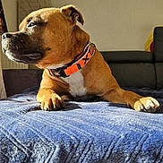 Vadim a rejoint le concours — aidez-le/la à gagner de superbes lots ! dog, brown_dog, collar, orange_collar, pet, lying_down, indoor, blanket, blue_blanket, sunlight, shadow, furniture, couch, relaxed, paw, close_up, canine, domestic_animal, resting, side_view