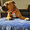 blanket, blue_blanket, brown_dog, canine, close_up, collar, couch, dog, domestic_animal, furniture, indoor, lying_down, orange_collar, paw, pet, relaxed, resting, shadow, side_view, sunlight