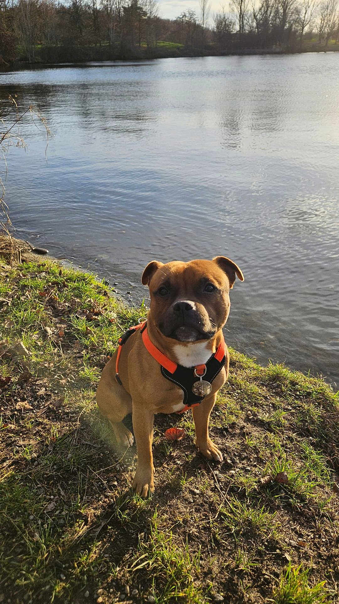 Vadim a rejoint le concours — aidez-le/la à gagner de superbes lots ! dog, brown_dog, sitting, harness, orange_harness, lake, water, grass, outdoor, nature, trees, sunlight, calm, pet, animal, daylight, ground, leafless_trees, reflection, scenic