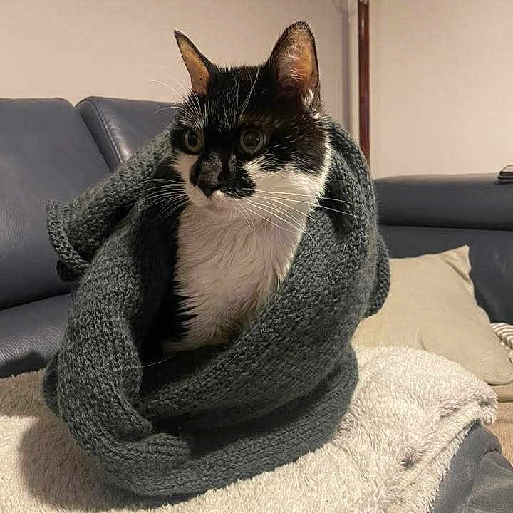 Ramses participe au concours pour gagner de l'argent avec cette photo : animal, blanket, cat, kitten, pet, quilt