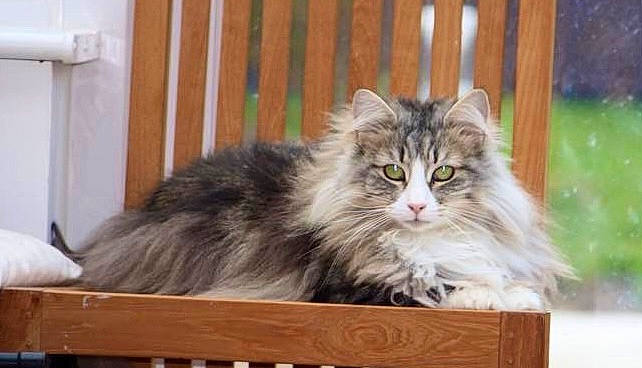 Flippertygibbert joined the competition — help win amazing prizes! carnivore, cat, fawn, felidae, fur, maine_coon, plant, small_to_medium_sized_cats, terrestrial_animal, whiskers, wildlife, wood