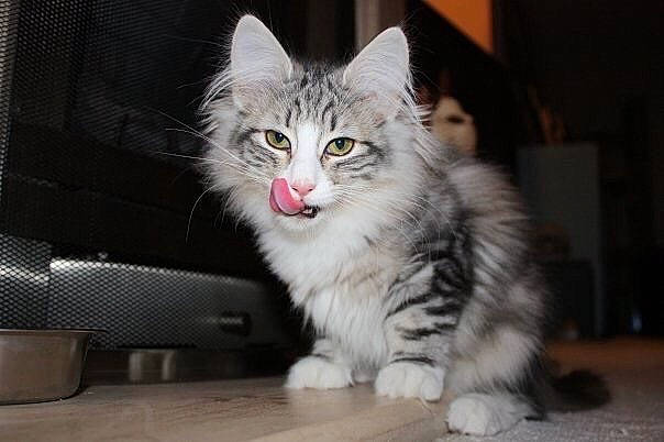 Flippertygibbert joined the competition — help win amazing prizes! box, carnivore, cat, claw, domestic_short_haired_cat, felidae, fur, paw, small_to_medium_sized_cats, snout, tail, terrestrial_animal, whiskers