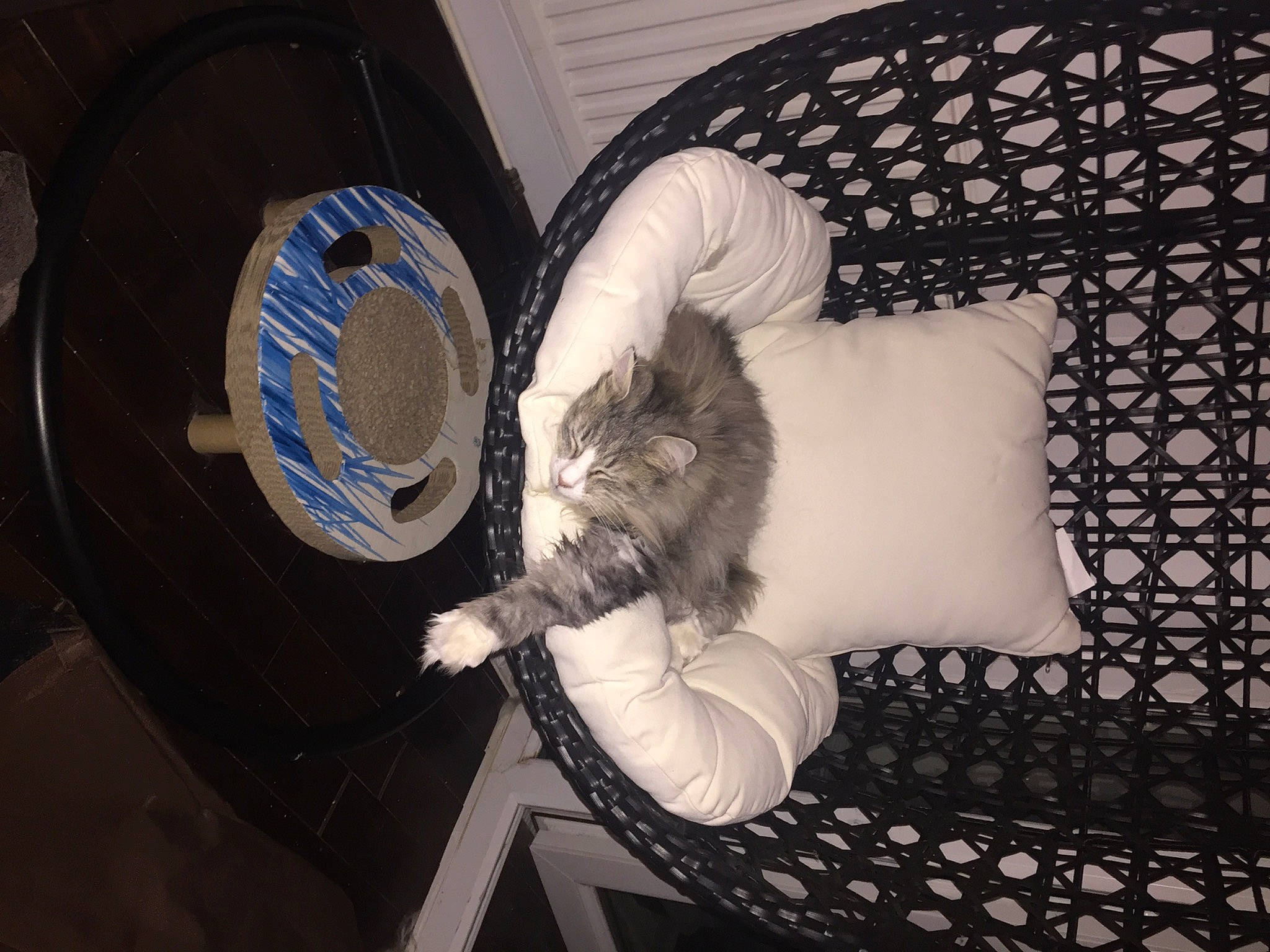 Flippertygibbert joined the competition — help win amazing prizes! automotive_tire, carnivore, cat, chair, comfort, companion_dog, couch, darkness, domestic_short_haired_cat, felidae, flooring, fur, linens, pattern, room, small_to_medium_sized_cats, tail, textile, toy, whiskers