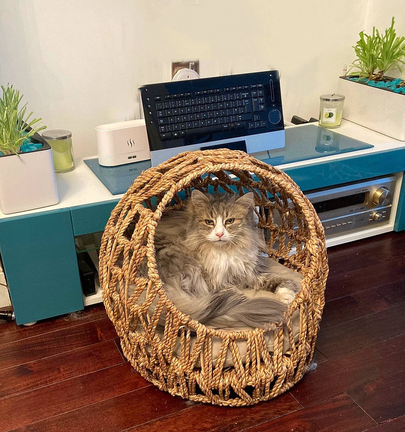 Flippertygibbert joined the competition — help win amazing prizes! basket, carnivore, cat, comfort, domestic_short_haired_cat, drawer, felidae, flooring, flowerpot, fur, hardwood, houseplant, living_room, plant, small_to_medium_sized_cats, table, tableware, whiskers, wood, wood_stain