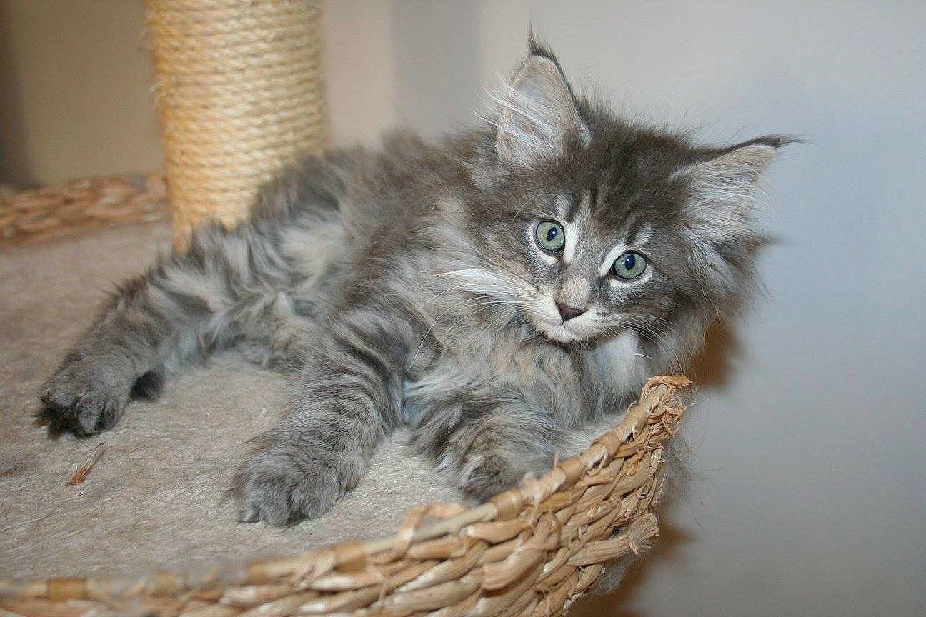 Bubble is registered to the contest to win money with this photo: basket, carnivore, cat, claw, domestic_short_haired_cat, felidae, fur, maine_coon, paw, small_to_medium_sized_cats, snout, tail, terrestrial_animal, whiskers, wicker, wood