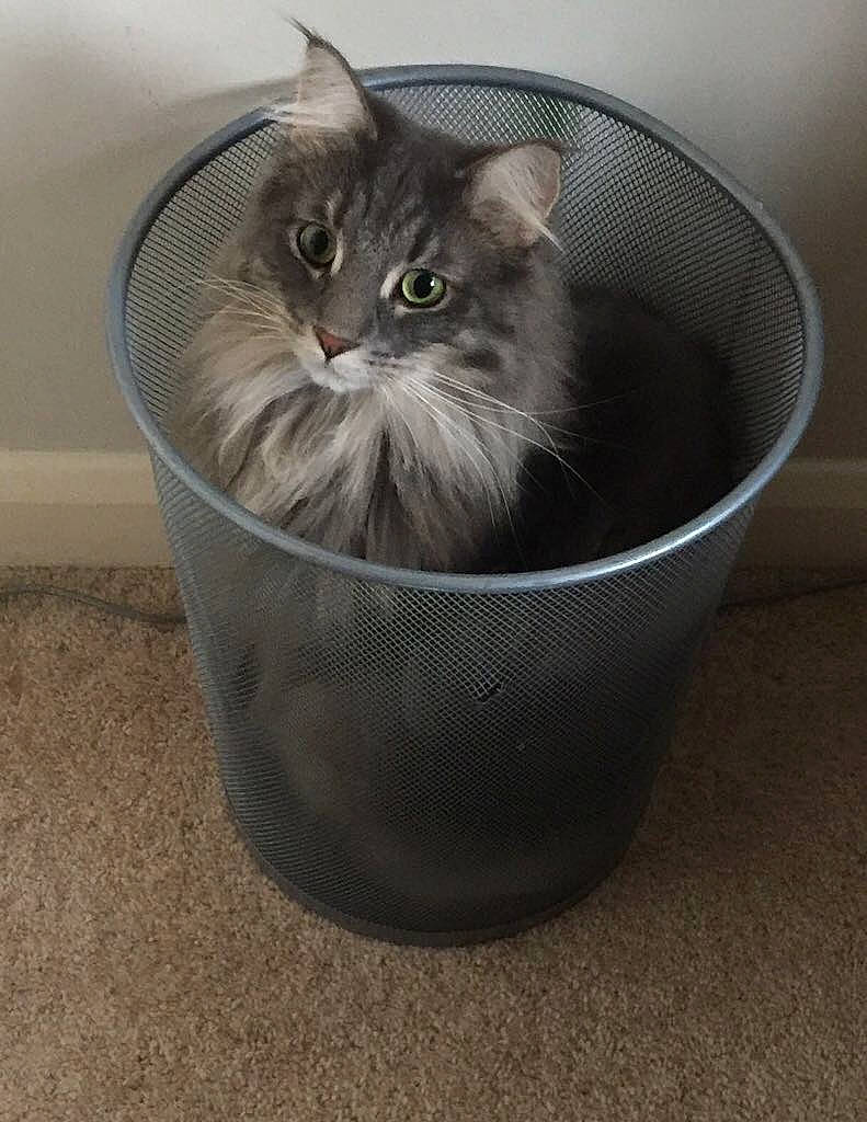 Bubble is registered to the contest to win money with this photo: basket, box, british_longhair, carnivore, cat, cat_supply, cat_toy, comfort, domestic_short_haired_cat, felidae, fur, glass, grey, maine_coon, ragdoll, small_to_medium_sized_cats, snout, terrestrial_animal, whiskers, window