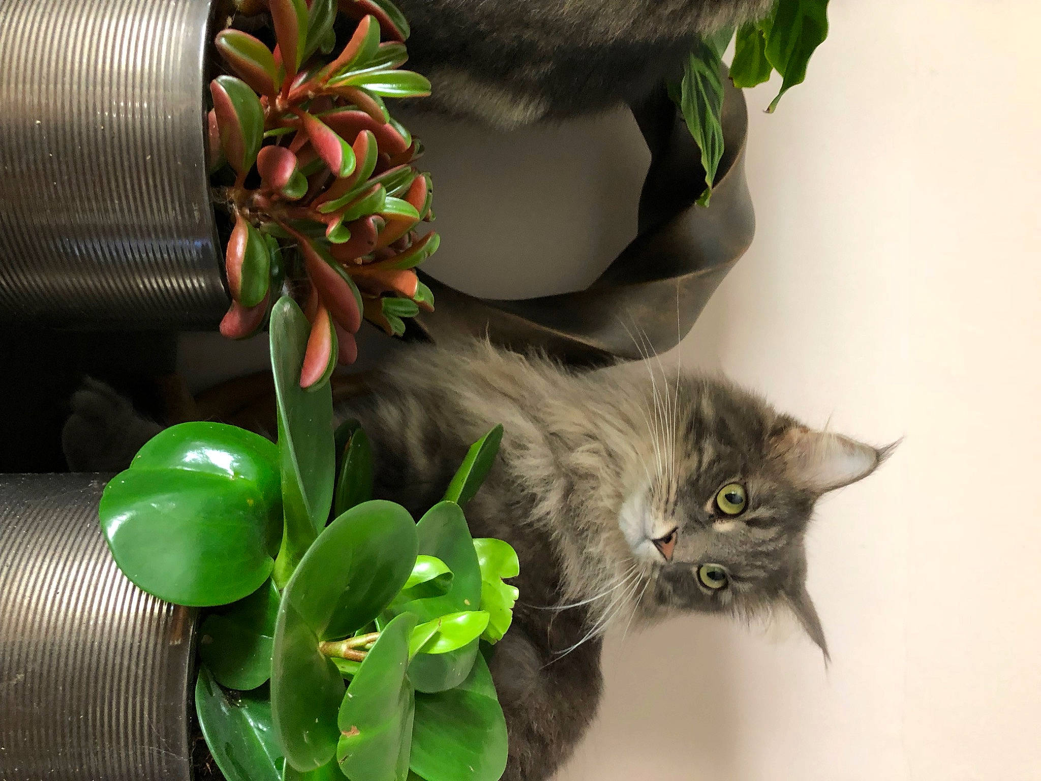 Bubble is registered to the contest to win money with this photo: artificial_flower, carnivore, cat, domestic_short_haired_cat, fawn, felidae, flower, flowering_plant, flowerpot, fur, grass, green, houseplant, petal, plant, small_to_medium_sized_cats, snout, tail, terrestrial_plant, whiskers
