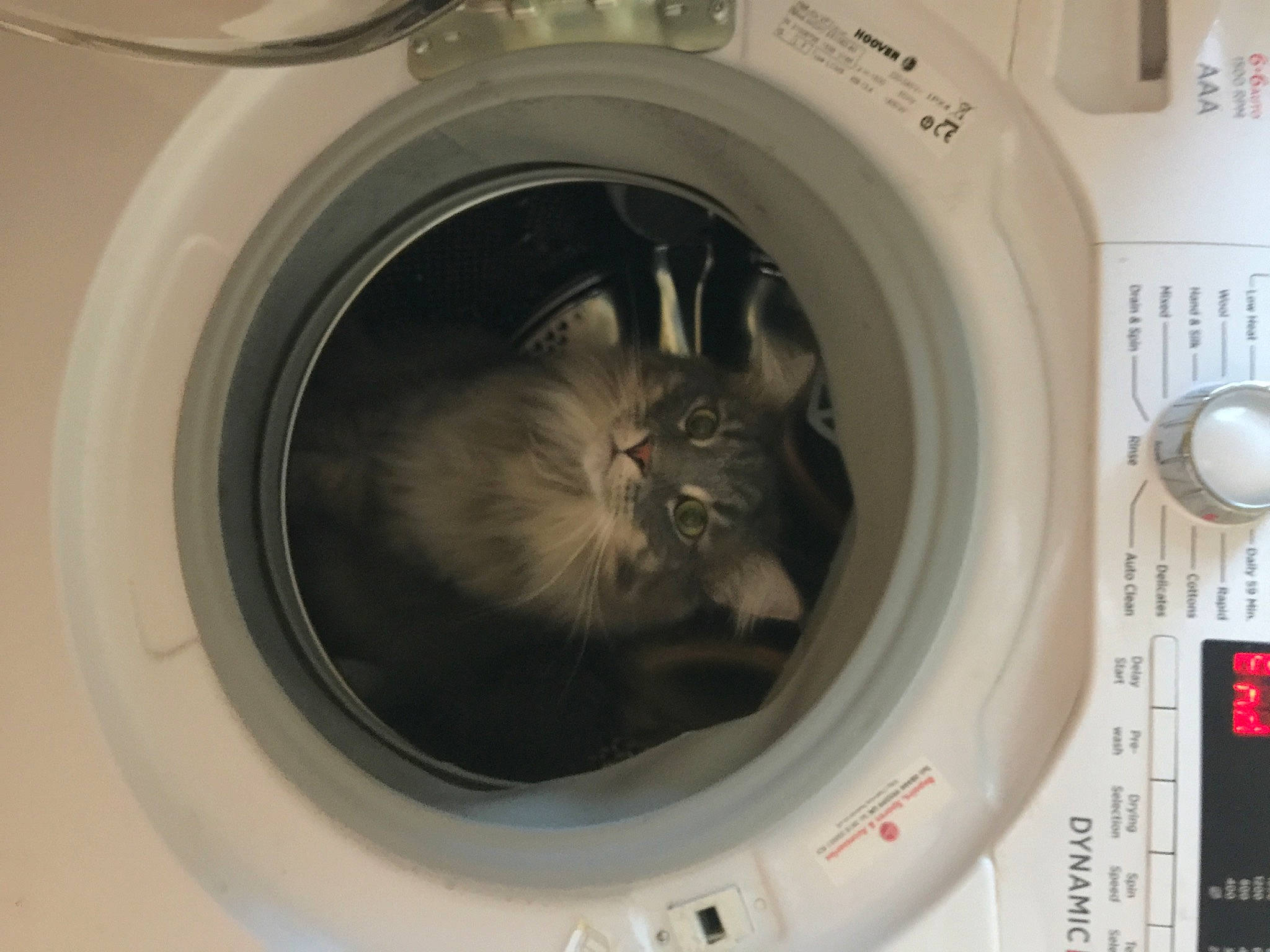 Bubble is registered to the contest to win money with this photo: cat, circle, clothes_dryer, felidae, fixture, gas, home_appliance, kitchen_appliance, laundry, laundry_room, laundry_supply, machine, major_appliance, measuring_instrument, science, terrestrial_animal, washing_machine, white