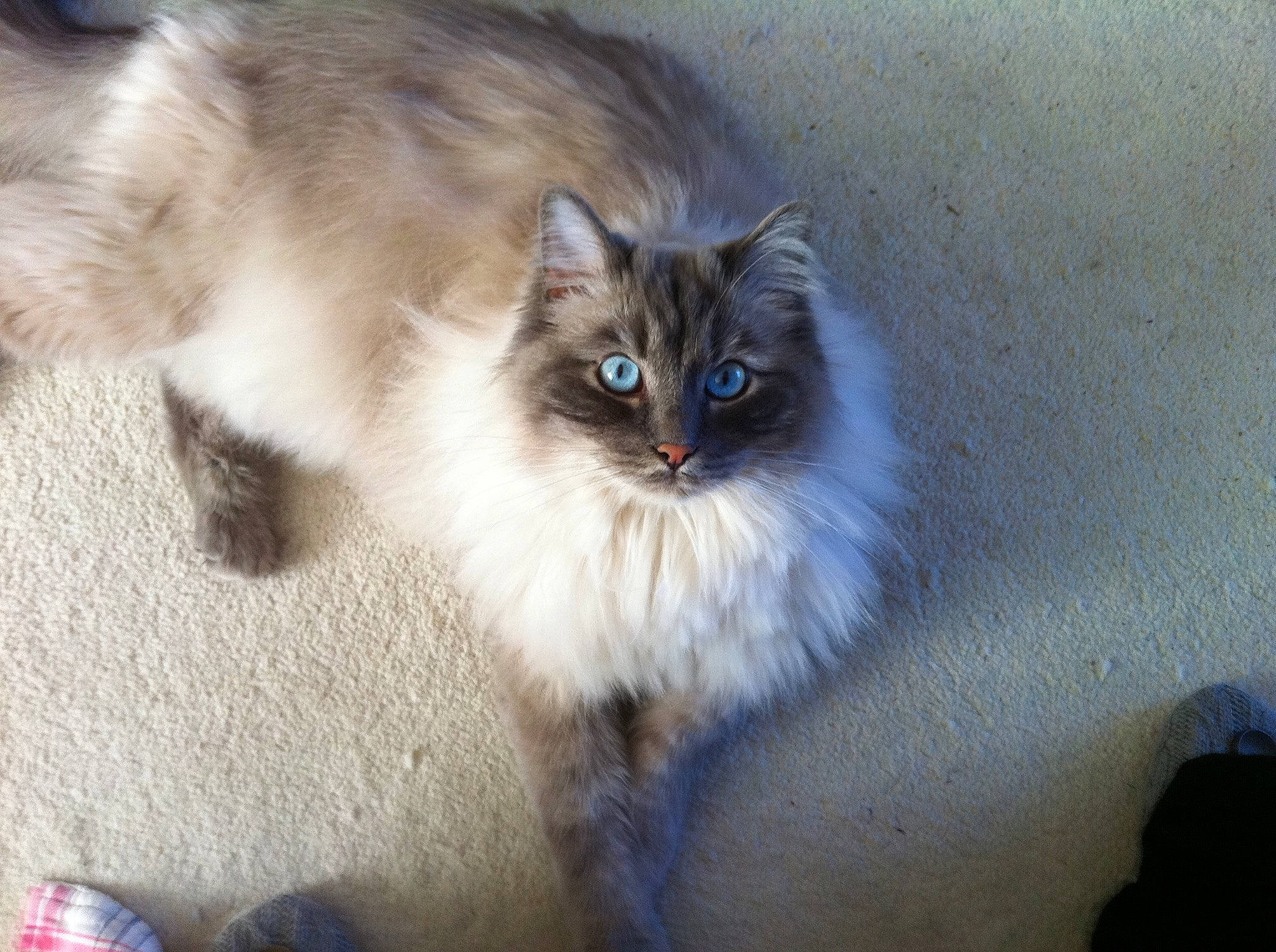 Cassie is registered to the contest to win money with this photo: birman, british_longhair, carnivore, cat, fawn, felidae, fur, grass, iris, paw, persian, ragdoll, small_to_medium_sized_cats, snout, tail, terrestrial_animal, whiskers