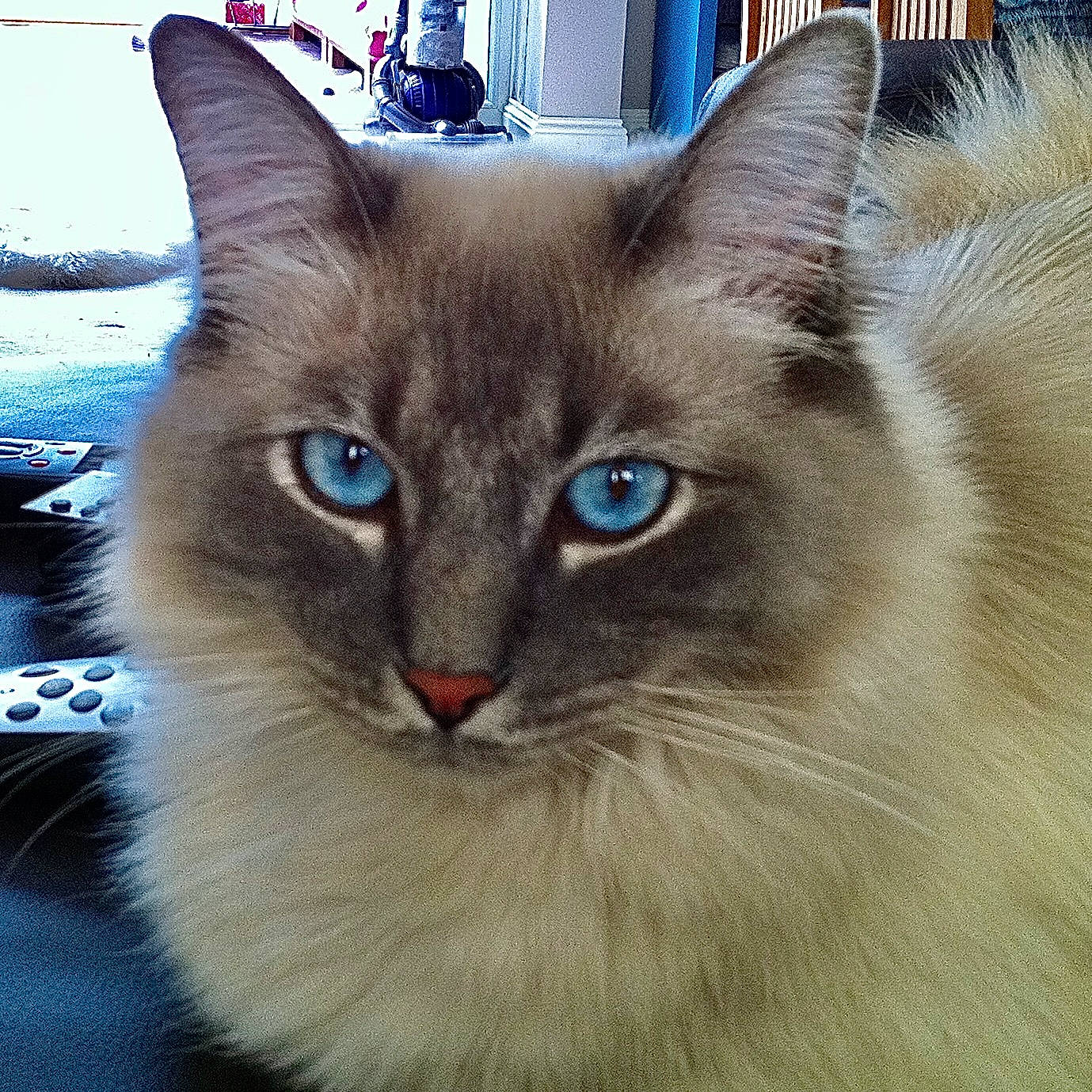 Cassie is registered to the contest to win money with this photo: balinese, birman, carnivore, cat, domestic_short_haired_cat, electric_blue, fawn, felidae, fur, photo_caption, siamese, small_to_medium_sized_cats, snout, terrestrial_animal, thai, whiskers, window