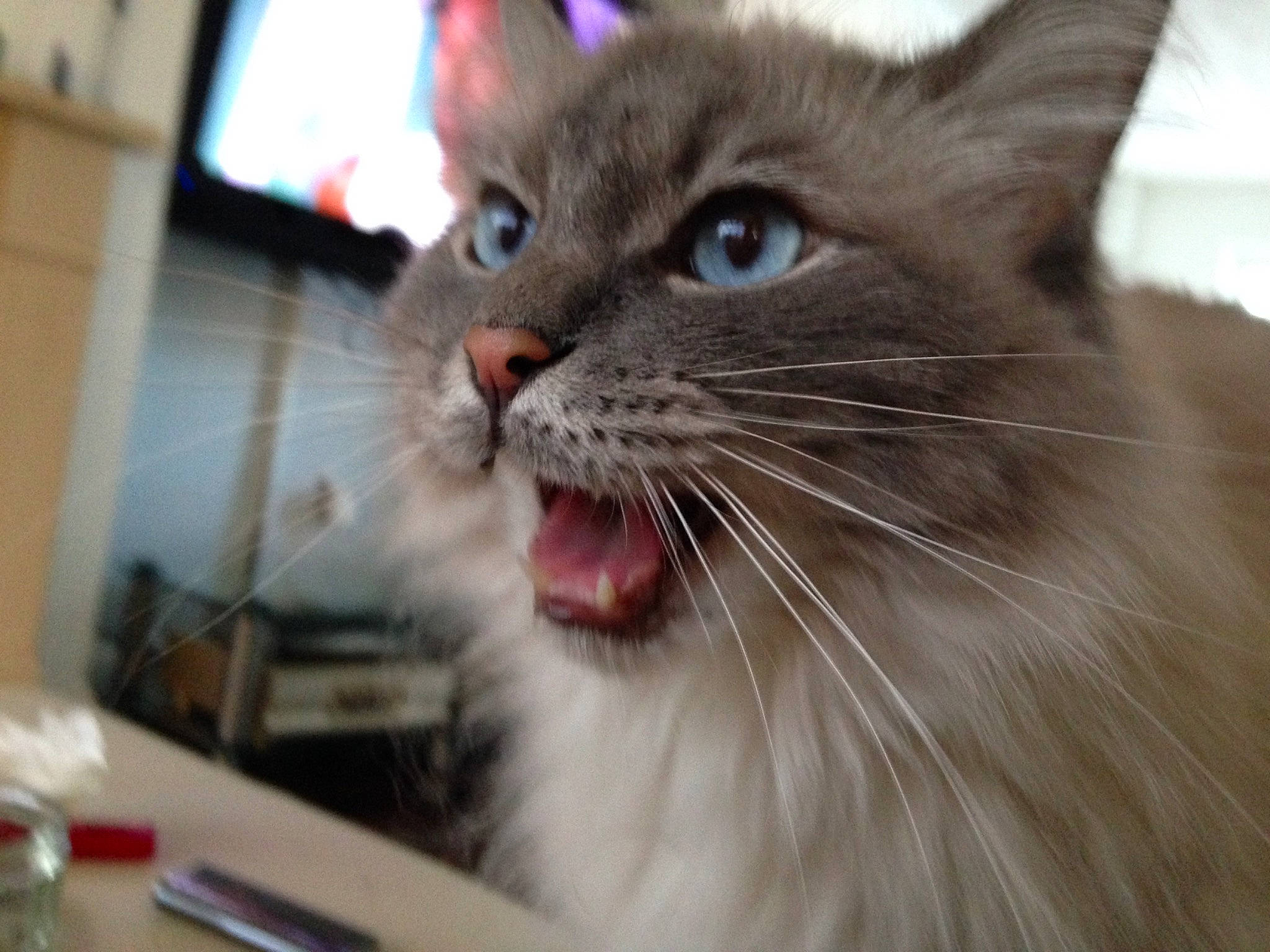 Cassie joined the competition — help win amazing prizes! birman, carnivore, cat, curious, domestic_short_haired_cat, fang, felidae, fur, pet_supply, photography, siamese, small_to_medium_sized_cats, snout, television, terrestrial_animal, whiskers, window