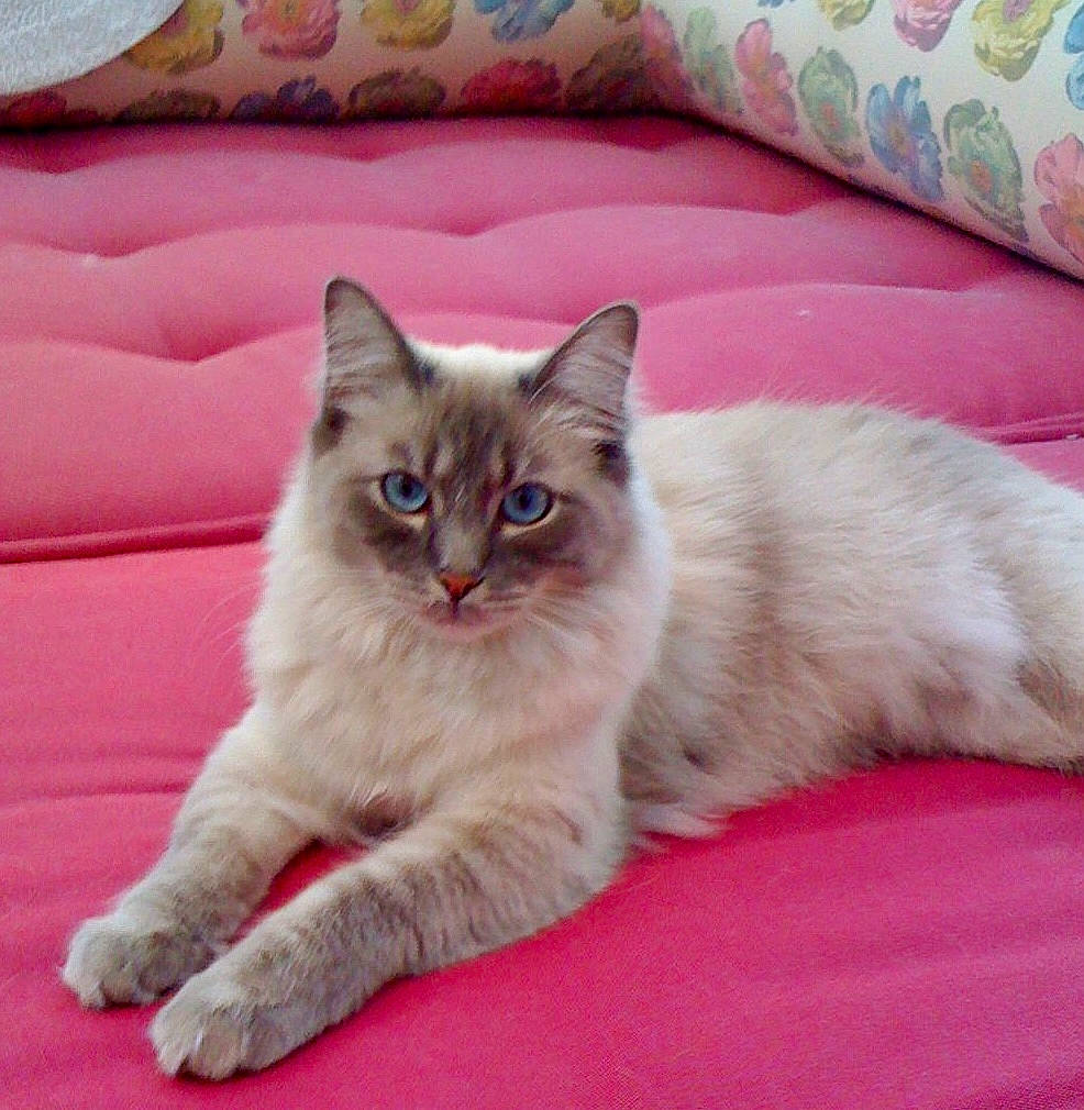 Cassie joined the competition — help win amazing prizes! bedding, british_longhair, carnivore, cat, claw, comfort, domestic_short_haired_cat, fawn, felidae, fur, hardwood, linens, paw, ragdoll, sitting, small_to_medium_sized_cats, snout, tail, terrestrial_animal, whiskers