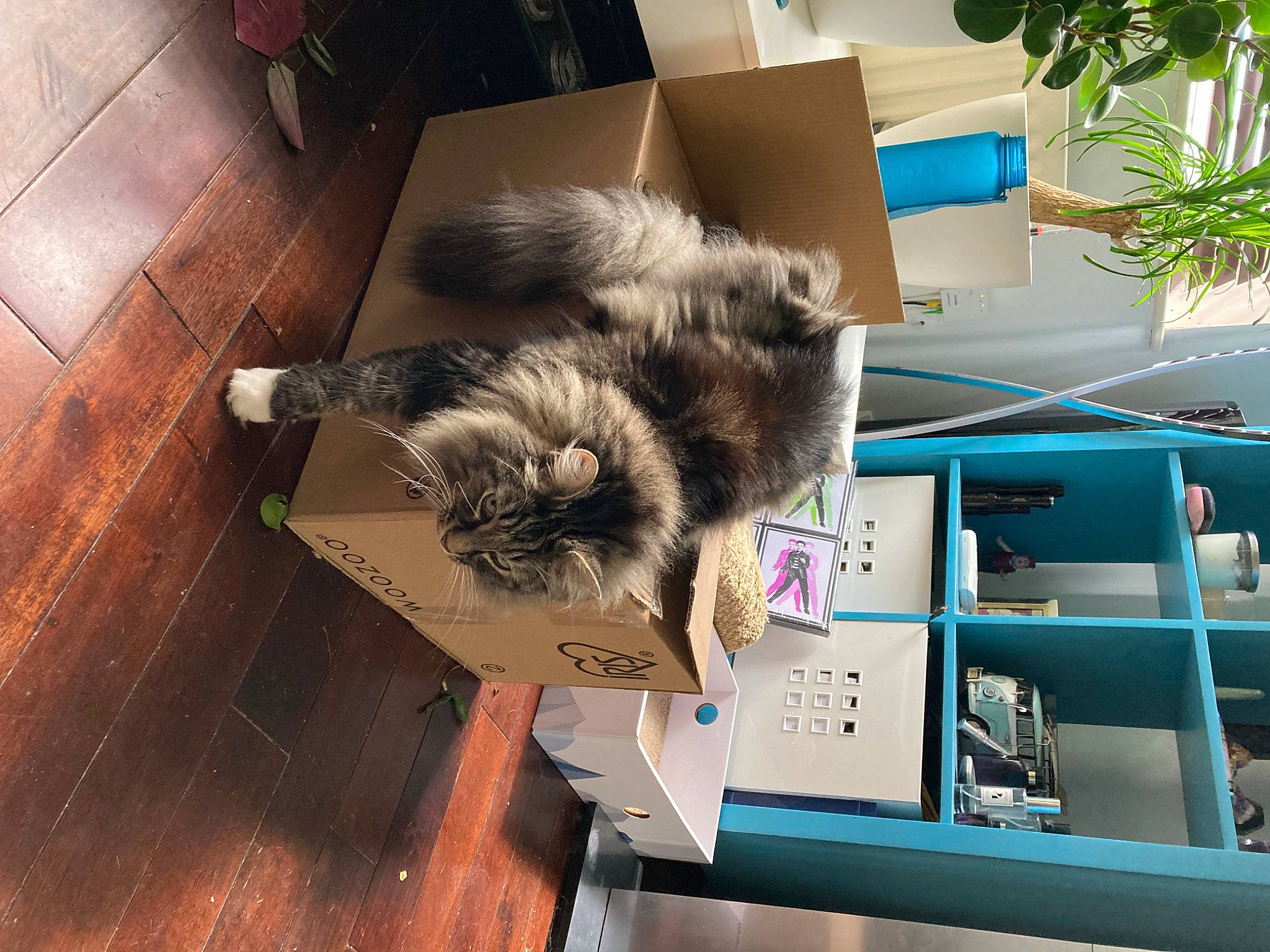 Beanie is registered to the contest to win money with this photo: carnivore, cat, companion_dog, dog_breed, fawn, felidae, flooring, fur, hardwood, houseplant, plant, publication, room, small_to_medium_sized_cats, tail, varnish, whiskers, wood, wood_flooring, wood_stain