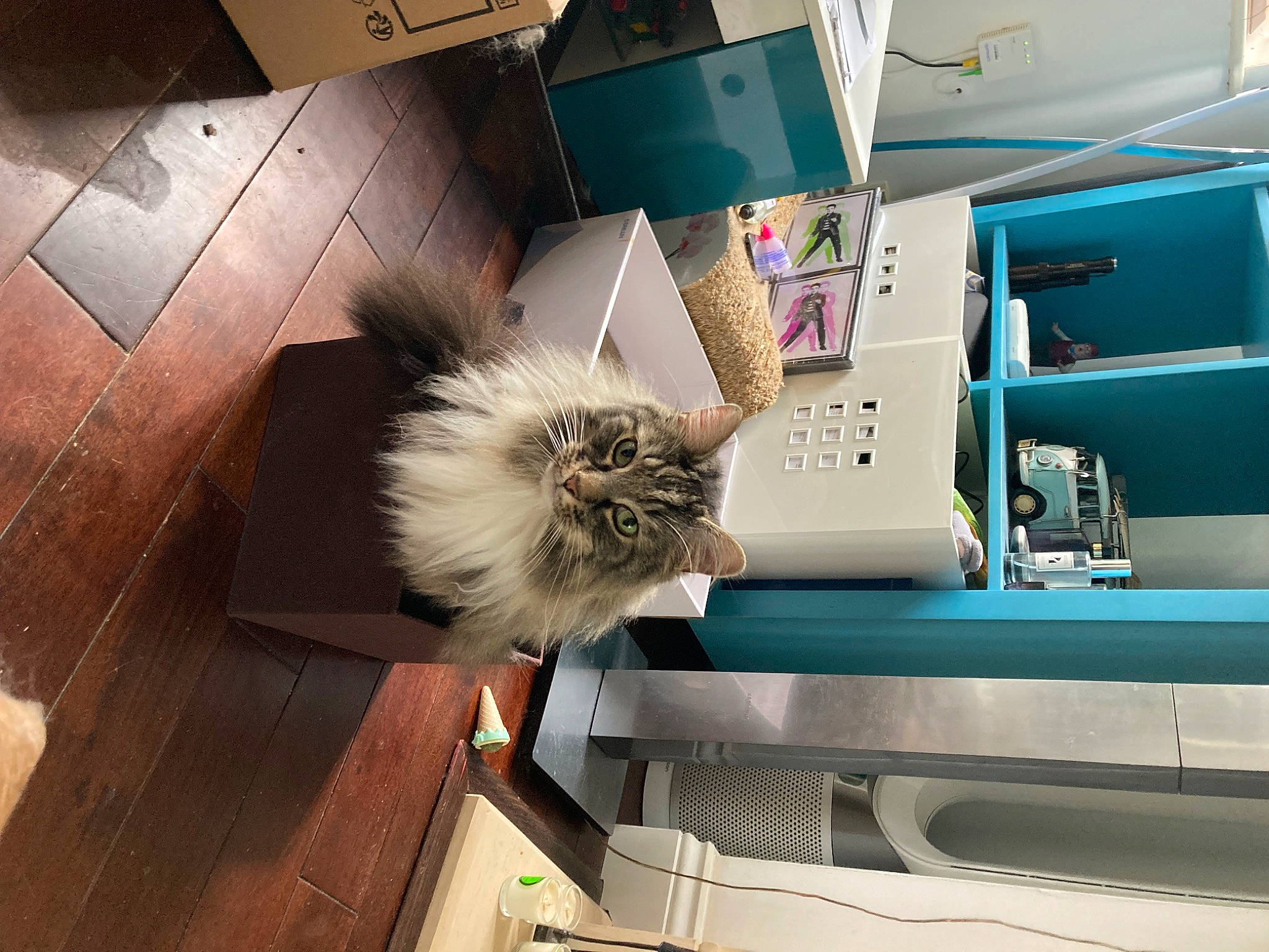 Beanie joined the competition — help win amazing prizes! box, cardboard, carnivore, cat, companion_dog, domestic_short_haired_cat, fawn, felidae, floor, flooring, fur, hardwood, machine, plant, shipping_box, small_to_medium_sized_cats, tail, whiskers, wood, wood_stain