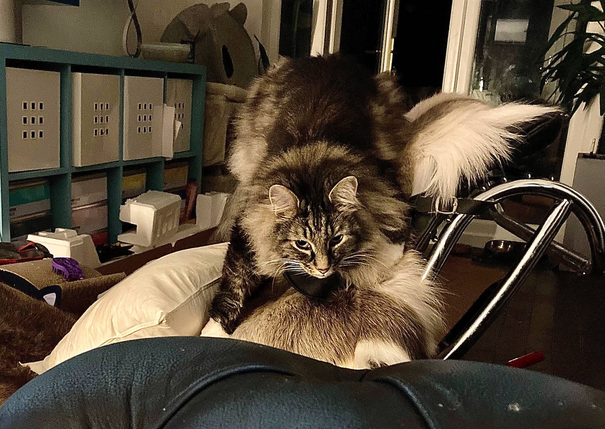 Beanie joined the competition — help win amazing prizes! bookcase, cabinetry, carnivore, cat, claw, comfort, domestic_short_haired_cat, felidae, fur, lamp, monochrome, monochrome_photography, paw, room, shelf, sitting, small_to_medium_sized_cats, terrestrial_animal, tints_and_shades, whiskers