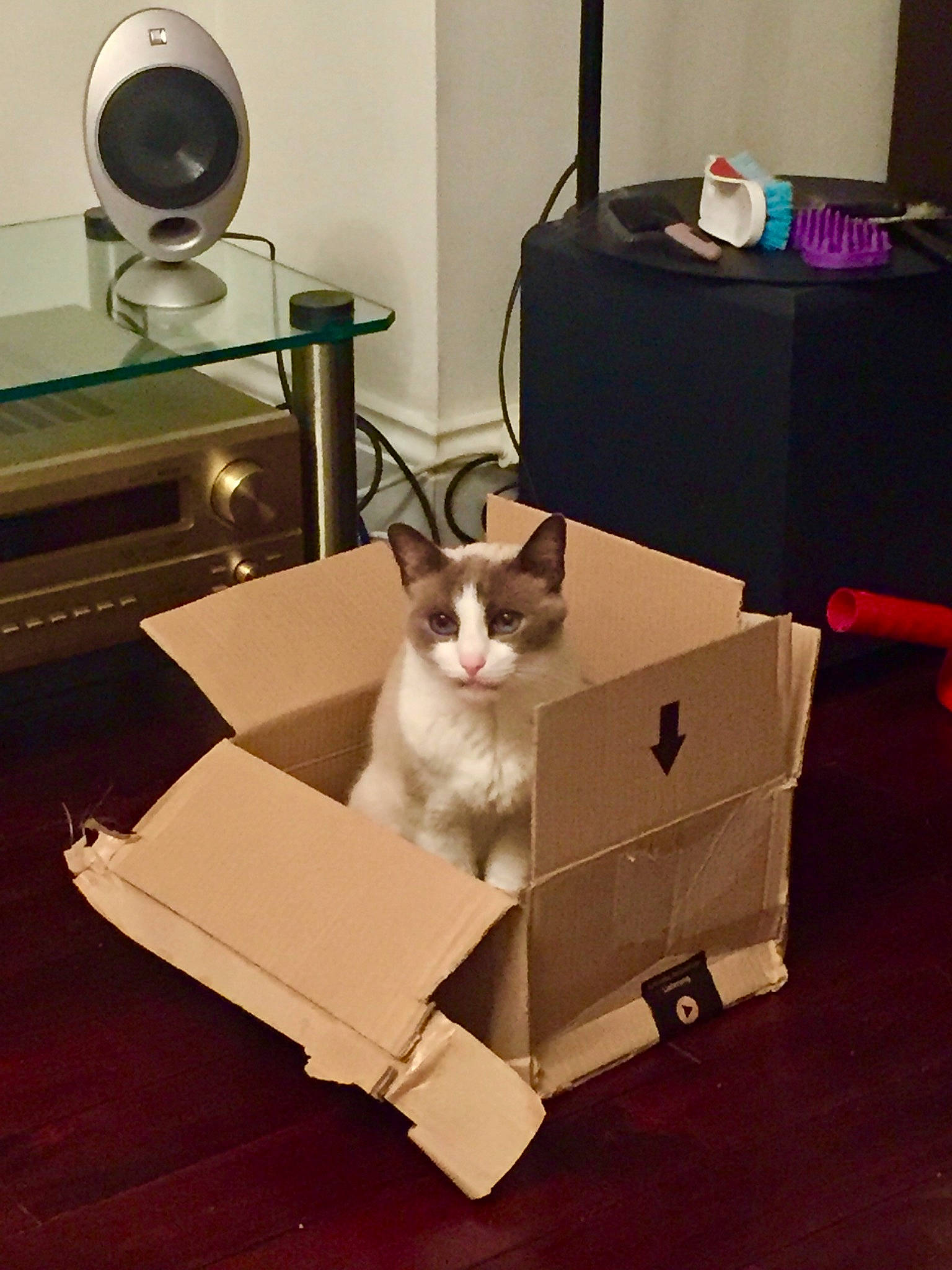 Hubble is registered to the contest to win money with this photo: audio_equipment, bag, box, cardboard, carnivore, cat, comfort, fawn, felidae, floor, flooring, hardwood, home_appliance, luggage_and_bags, pet_supply, room, small_to_medium_sized_cats, tail, whiskers, wood