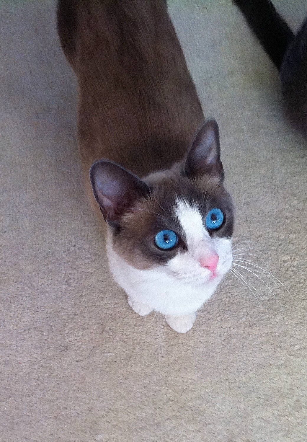 Hubble joined the competition — help win amazing prizes! carnivore, cat, domestic_short_haired_cat, eye, fawn, felidae, flooring, foot, fur, hardwood, head, iris, paw, small_to_medium_sized_cats, snout, tail, whiskers, wood