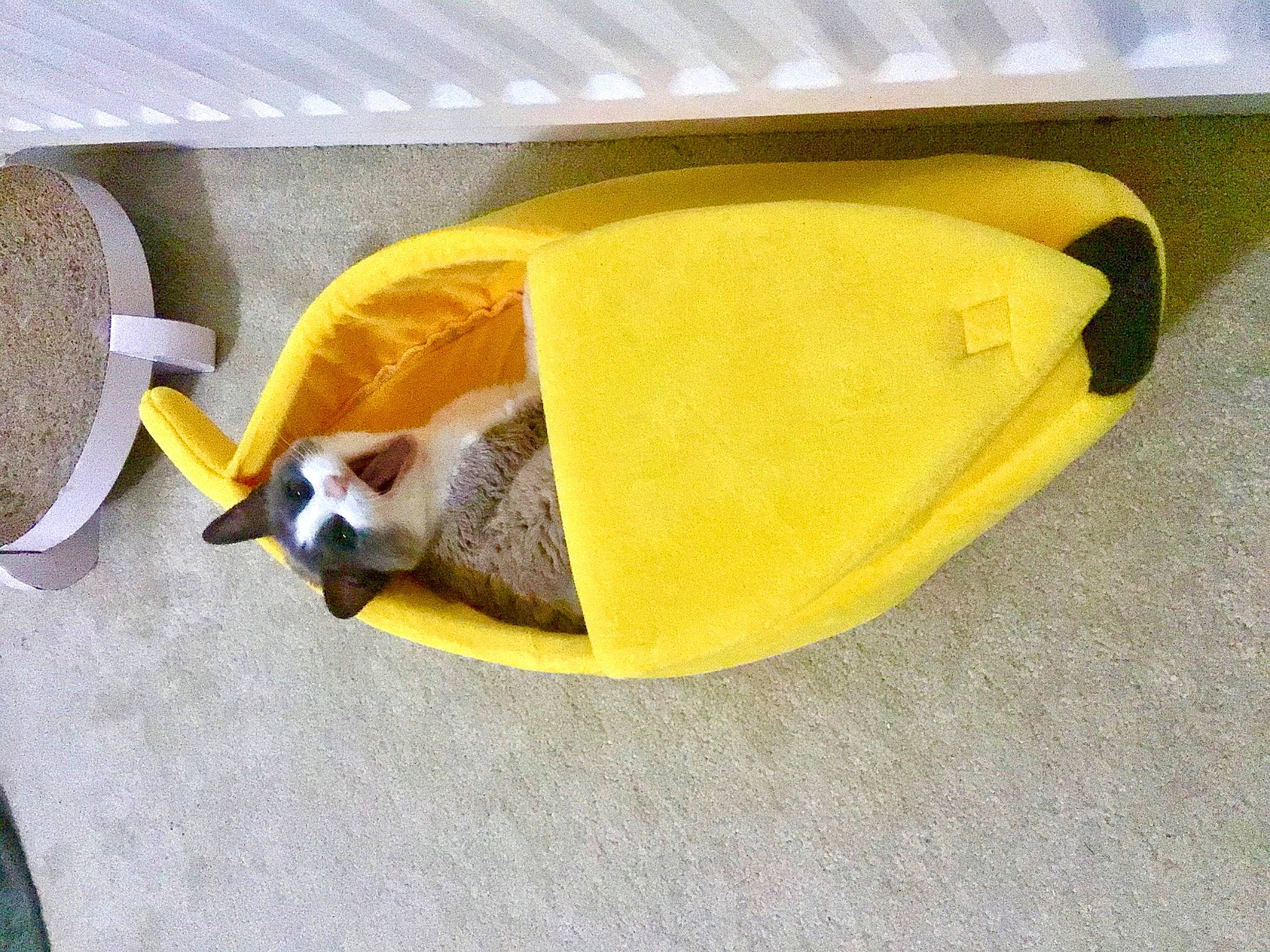 Hubble joined the competition — help win amazing prizes! carnivore, comfort, companion_dog, dog_breed, dog_supply, fashion_accessory, fawn, fish, linens, paw, tail