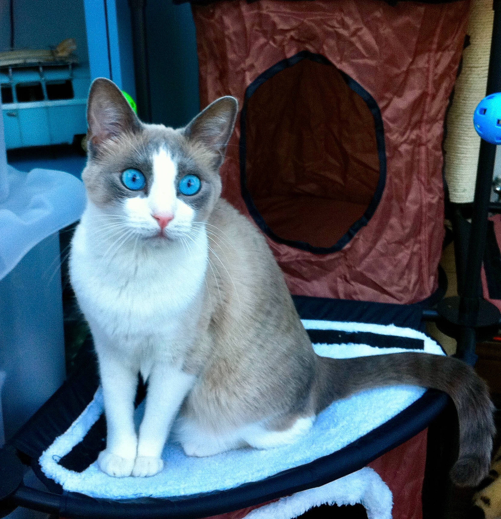 Hubble joined the competition — help win amazing prizes! blue, carnivore, cat, cat_furniture, cat_supply, chair, comfort, domestic_short_haired_cat, felidae, fur, grey, paw, pet_supply, sitting, small_to_medium_sized_cats, snout, tail, thai, whiskers, window